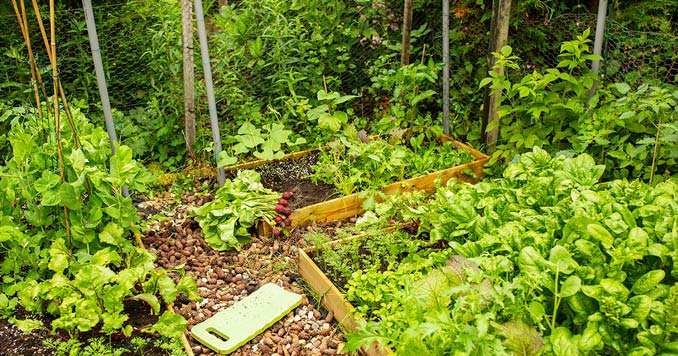 Backyard Garden