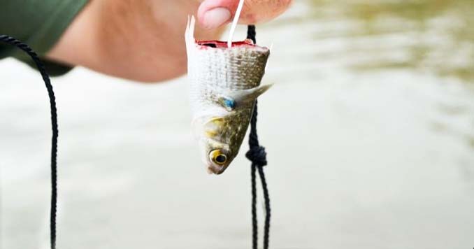 Baiting a Trotline