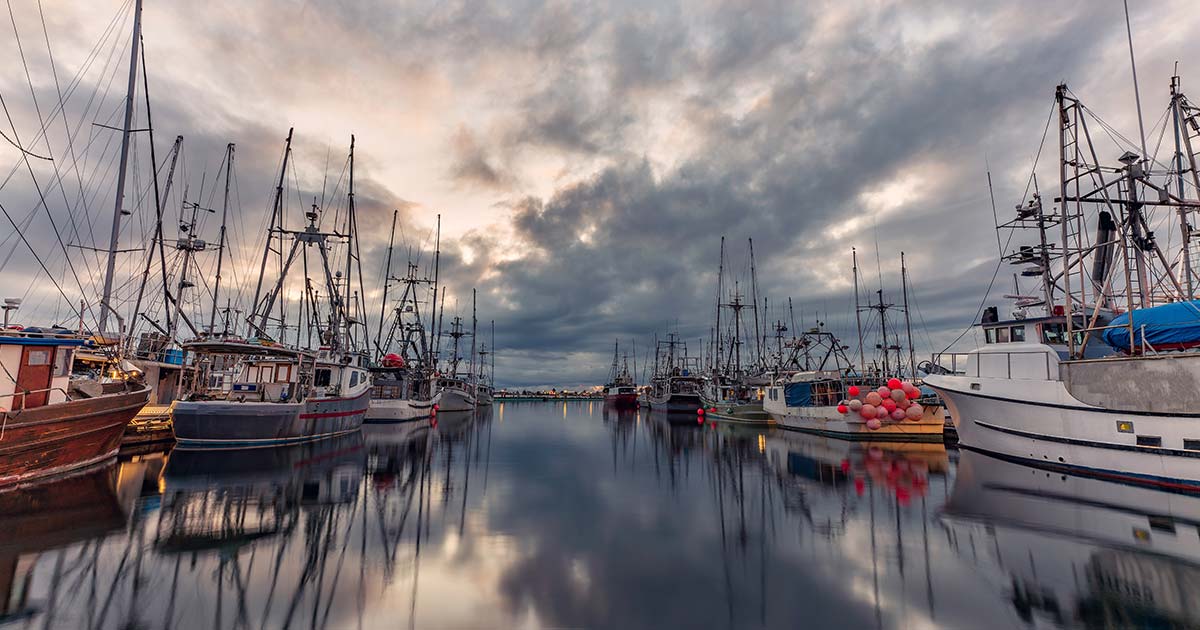 Docked Boats