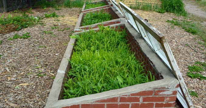 A Cold Frame garden built from Brick and Window panes