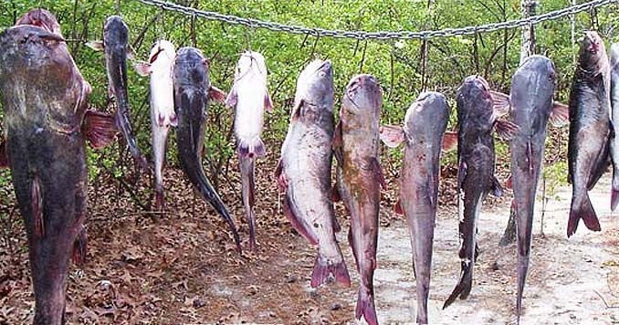 Catfish caught with a Trotline