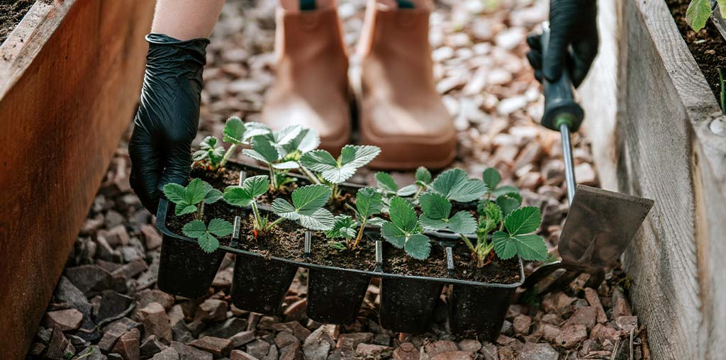 Container Gardening