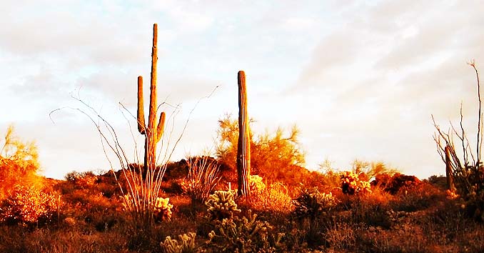 desertheat