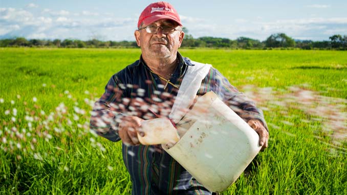 A farmer in his field