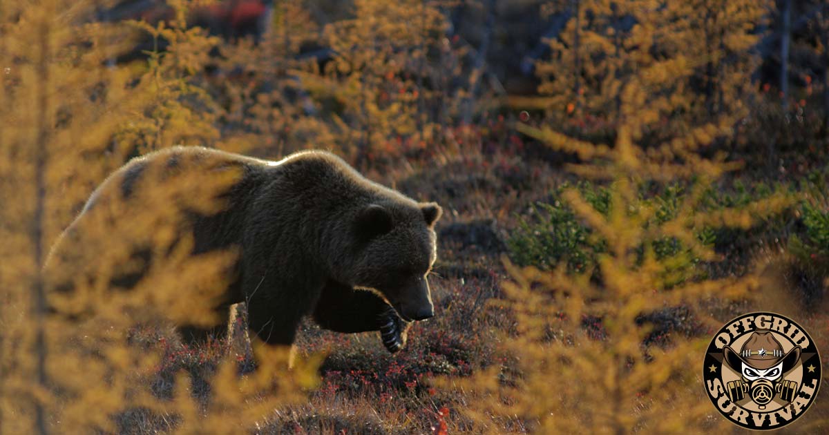 Bear in the forest