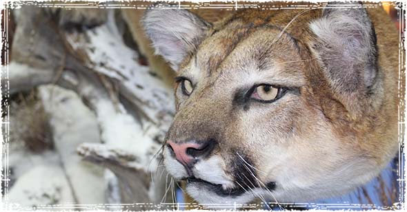 A Mountain Lion