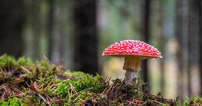 Mushroom