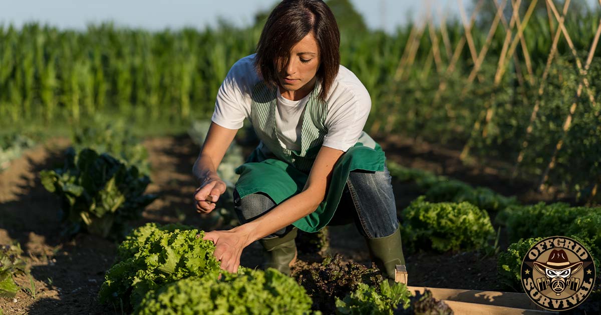 Survival Gardening: Tips for Successful Companion Planting
