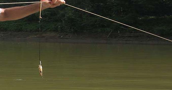 Using a Trotline