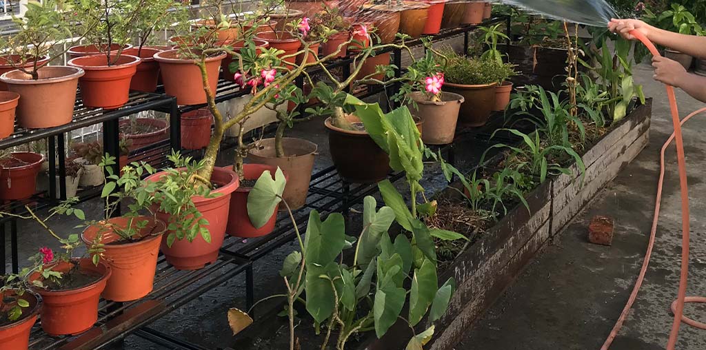 Watering Plants